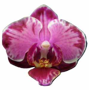 Younghome Kaleido
